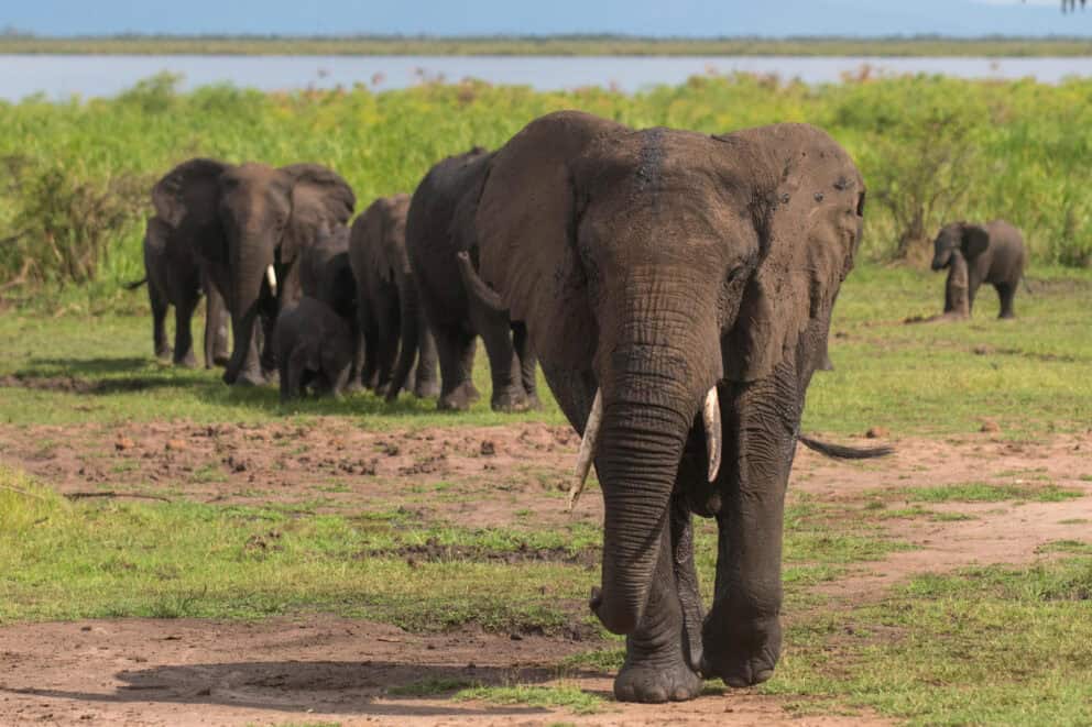 Mantis Akagera Game Lodge on an Akagera National Park Safari