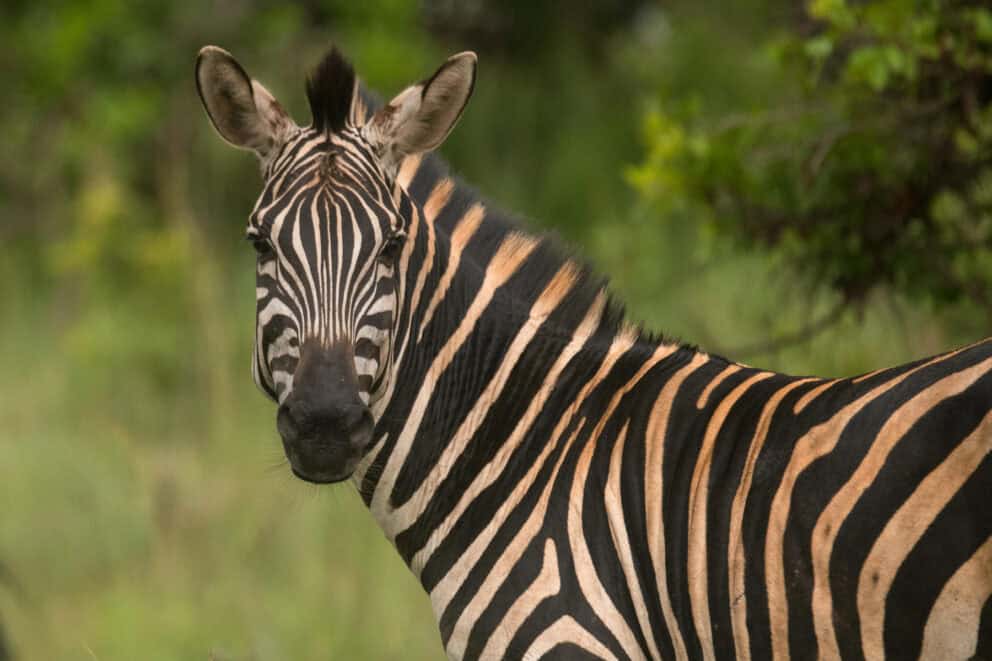 A zebra seen on an Akagera National Park safari