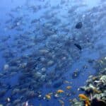Coral Reefs around Ibo Island