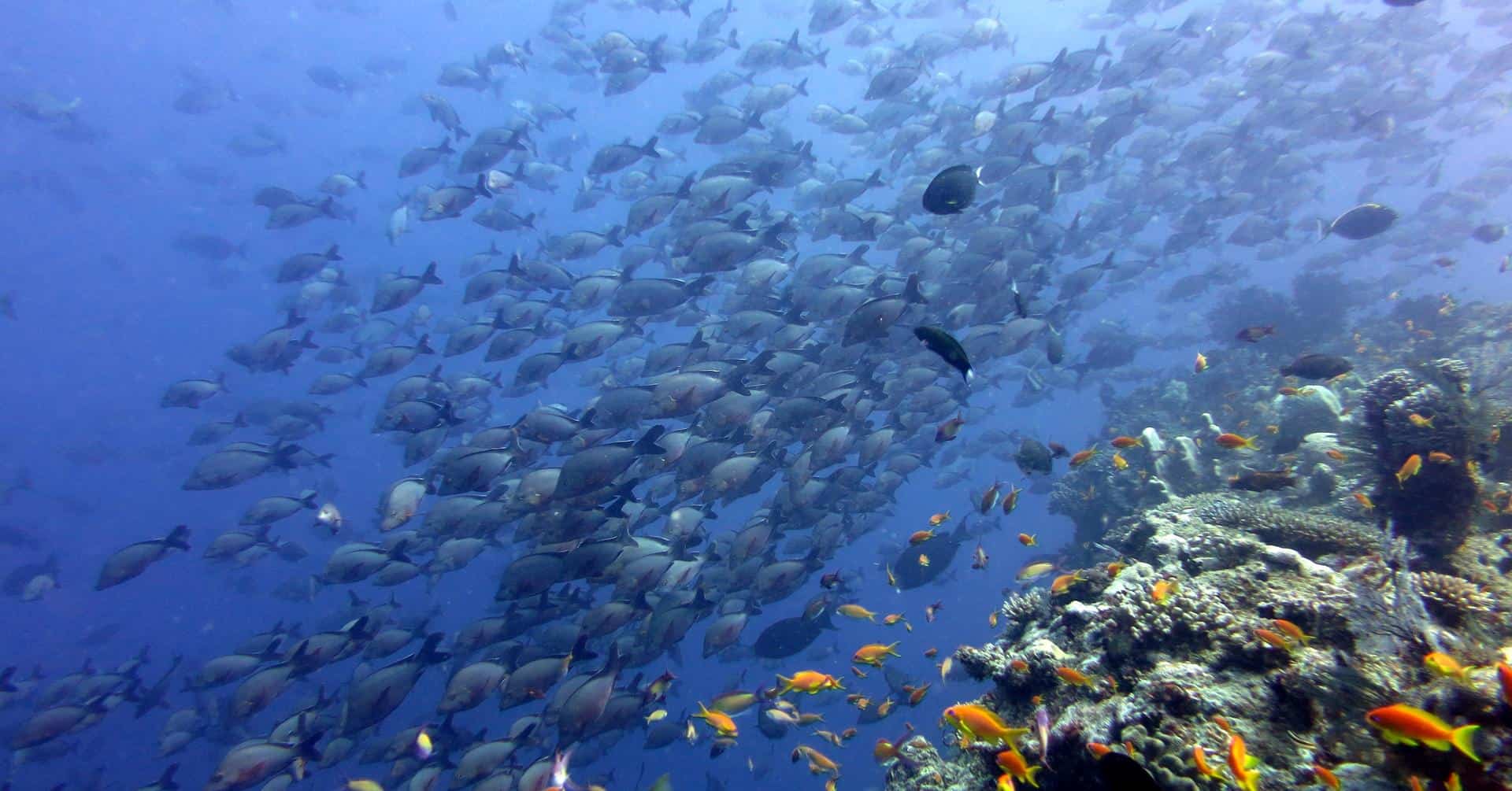 Coral Reefs around Ibo Island