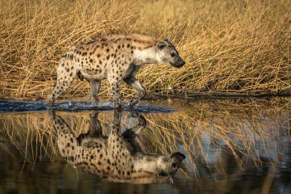 Hyena seen in Savuti, a Botswana national park