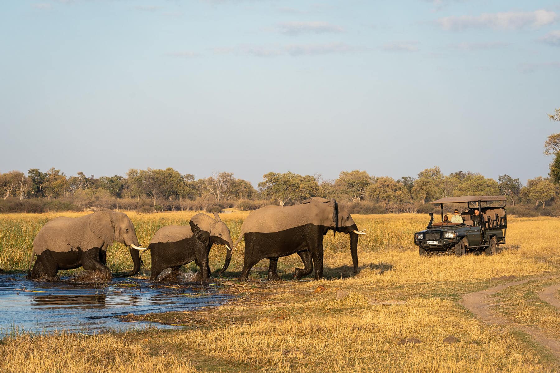 A herd of elephants crossing a water channel near Wilderness Savuti Camp, Botswana.