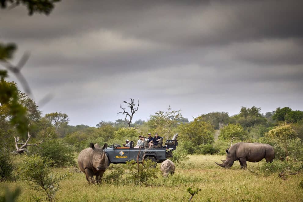 Tourists on a game drive in a safari vehicle observing a pair of rhinos grazing in the open plains at Motswari Private Game Reserve, South Africa.