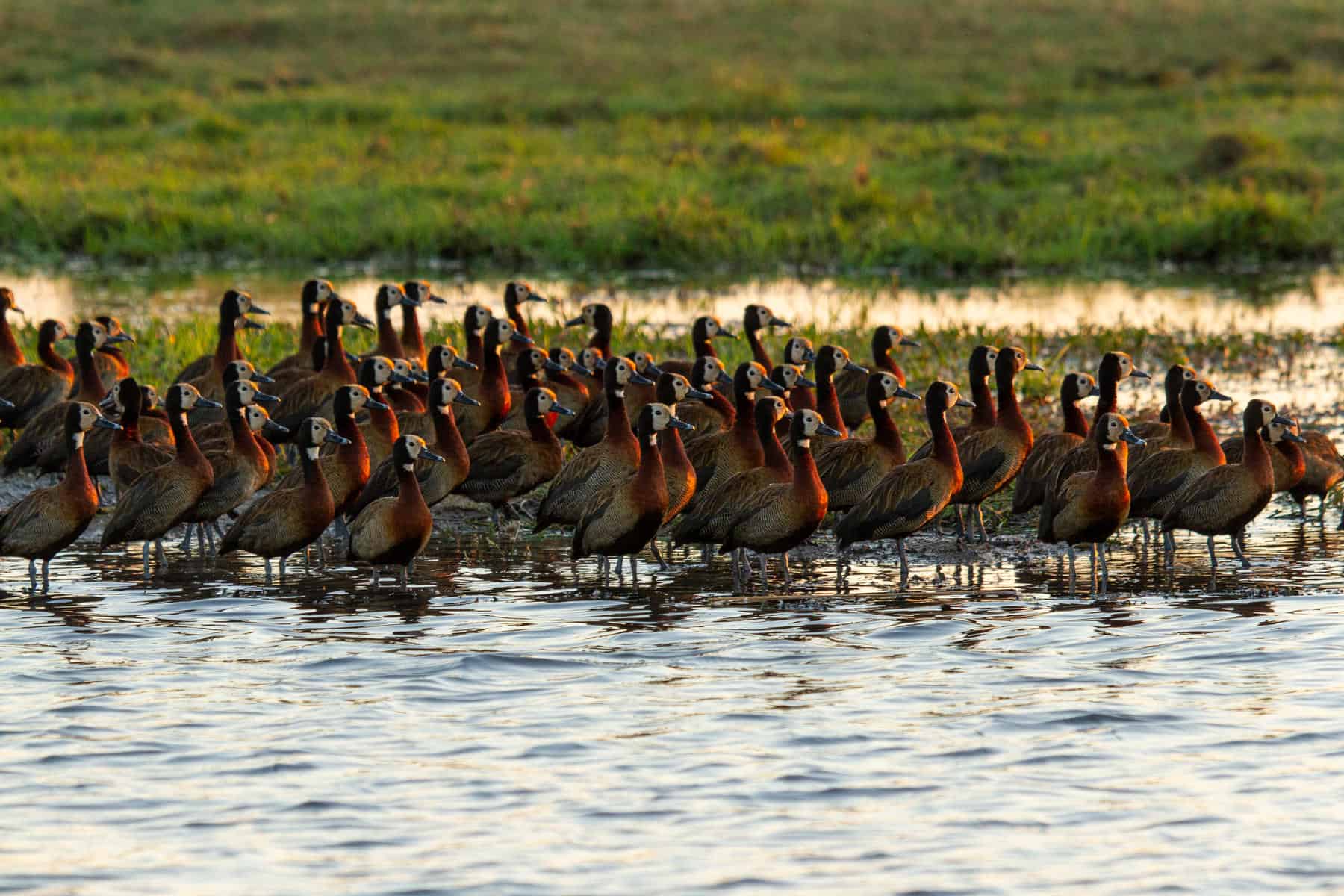 A flock of white-faced whistling ducks at Chobe Savanna Lodge, Zambezi Region.