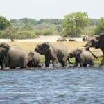 A herd of elephants crossing a river at Chobe Savanna Lodge, Zambezi Region.