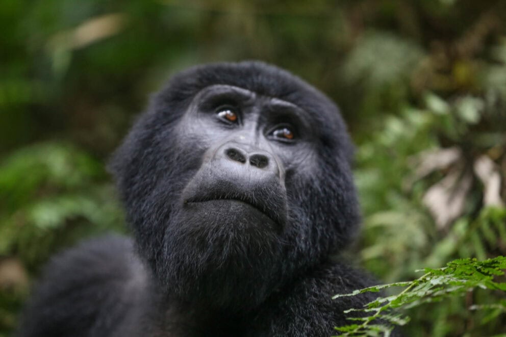 Gorilla in Bwindi Impenetrable Forest National Park