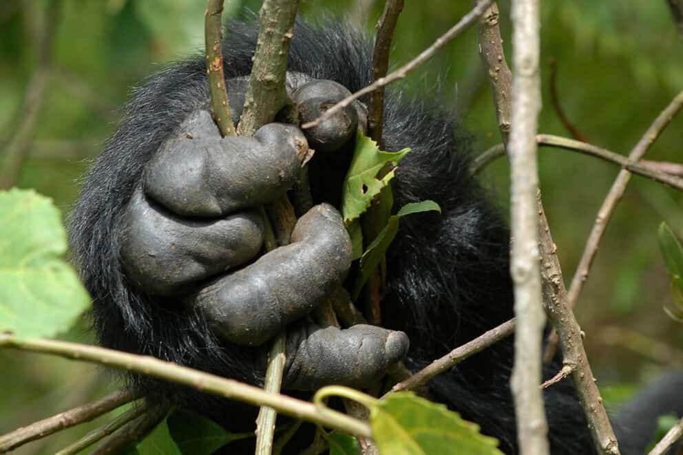 Gorilla hand | Photo credits: Nkuringo Bwindi Gorilla Lodge