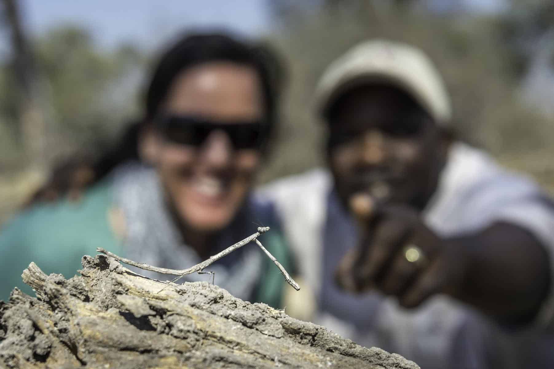 Guide pointing out a stick bug to a safari goer in Linyanti
