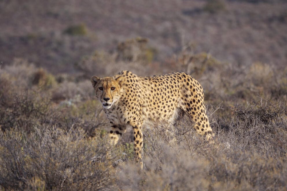 Cheetah roaming the vast semi-desert plains of Sanbona Wildlife Reserve.