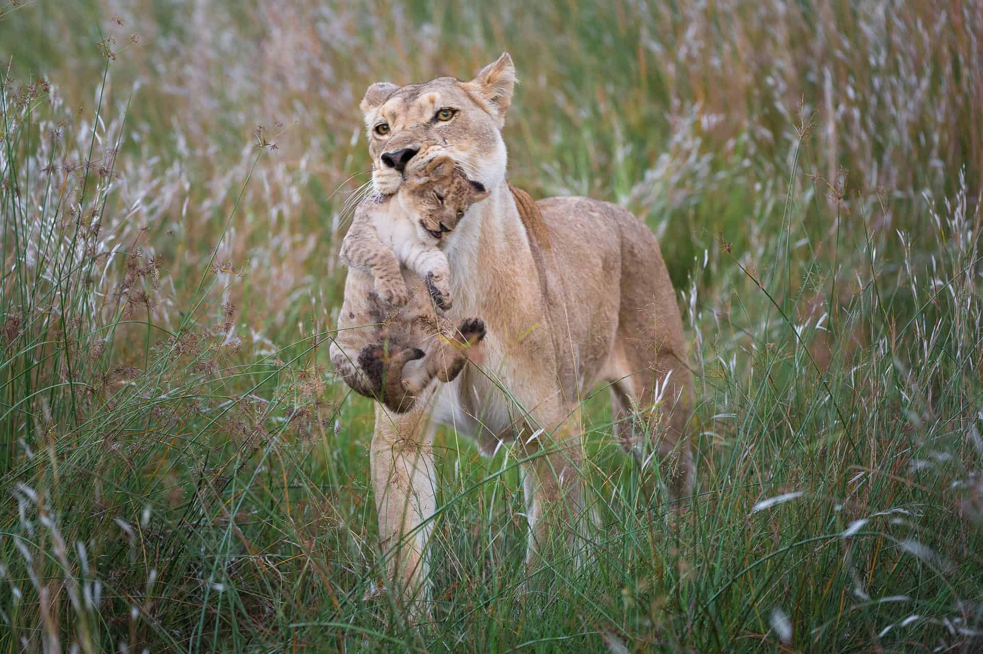 A lioness gently carrying her cub through the tall grass in Linyanti at Wilderness Linyanti Tented Camp, Botswana.