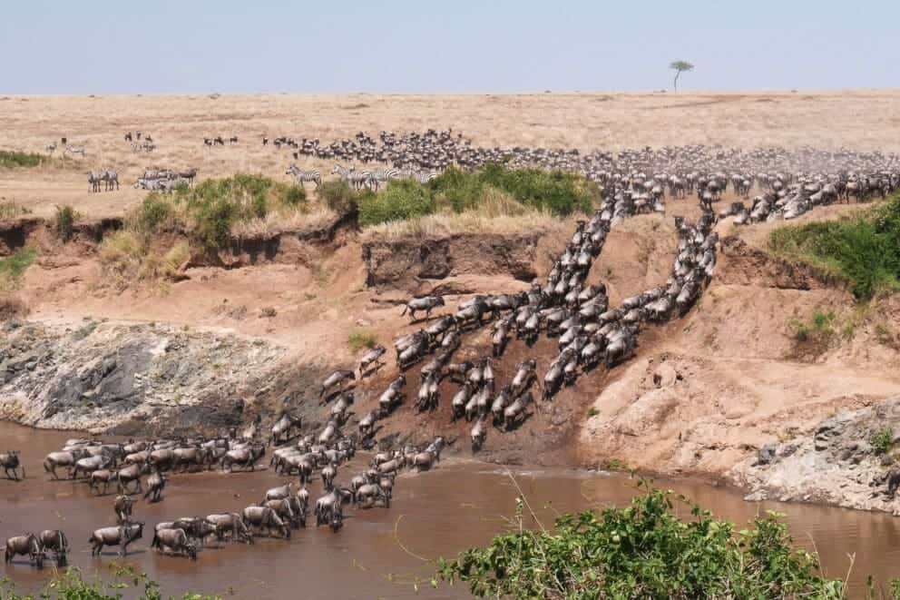 Wildebeest herd crossing the Mara River into Masai Mara, Kenya.