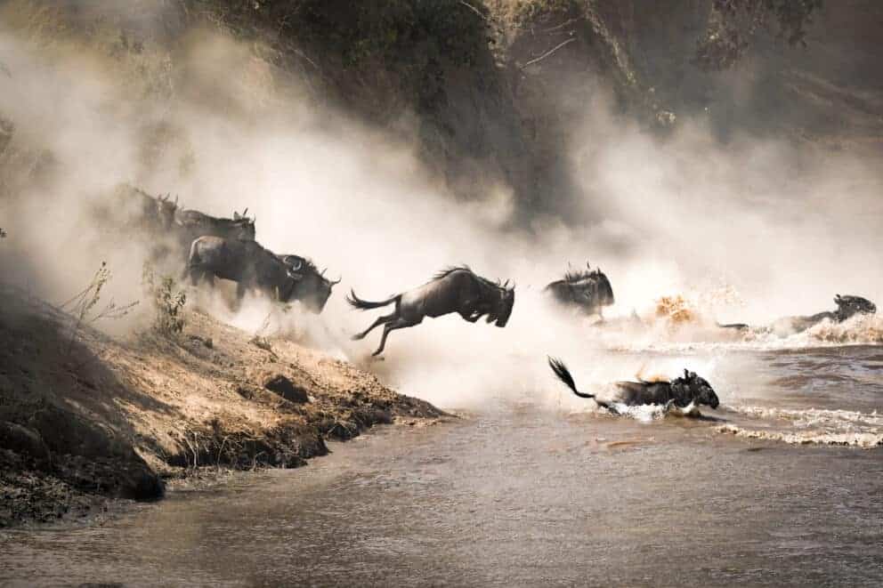Wildebeest crossing the Mara river during the annual Great Migration, Kenya.