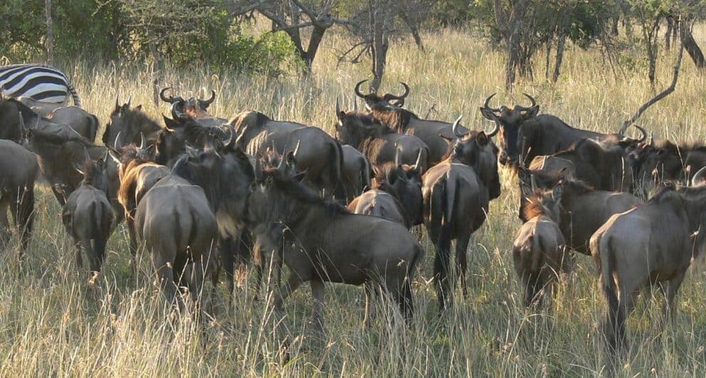 The Loita Migration arrives in the Masai Mara