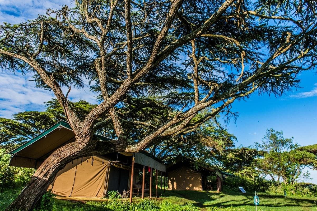 Camp shaded by trees in the crater in Tanzania
