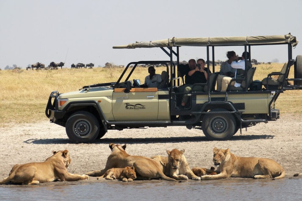 Game Drive seeing lions on an African lion safari