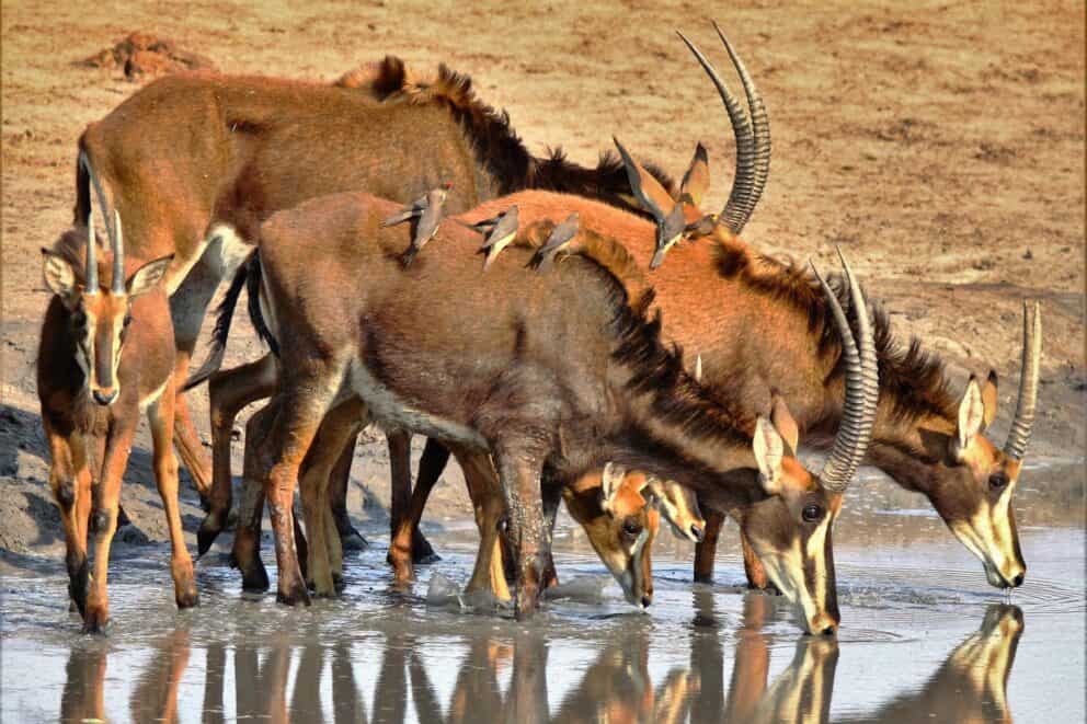 Herd of roan antelope drinking water.