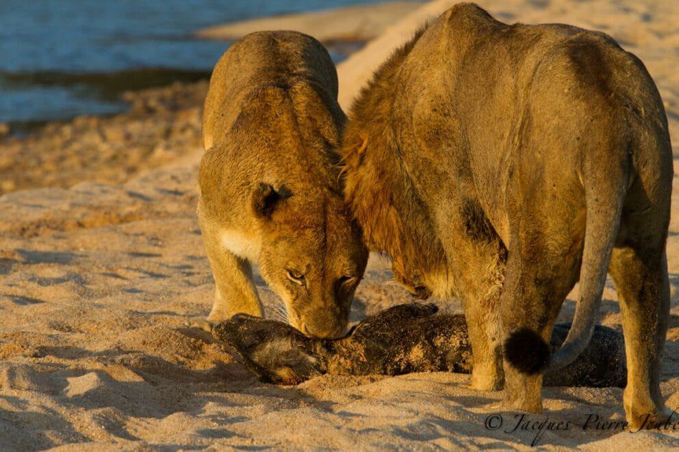 Remarkable Clash Between Lion and Wild Dog Brings Onlookers to Tears