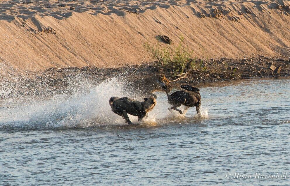 Remarkable Clash Between Lion and Wild Dog Brings Onlookers to Tears