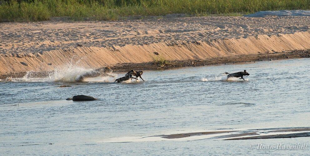 Remarkable Clash Between Lion and Wild Dog Brings Onlookers to Tears