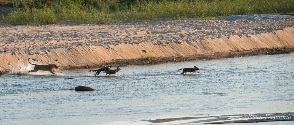 Remarkable Clash Between Lion and Wild Dog Brings Onlookers to Tears