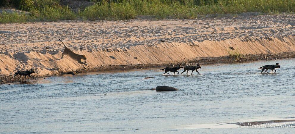 Remarkable Clash Between Lion and Wild Dog Brings Onlookers to Tears