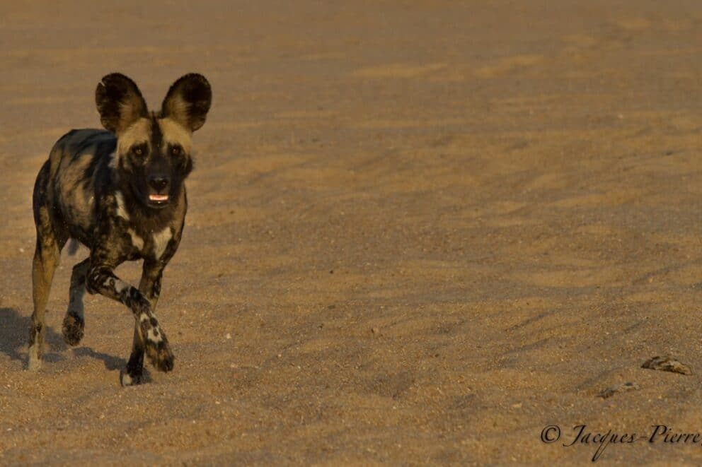 Remarkable Clash Between Lion and Wild Dog Brings Onlookers to Tears