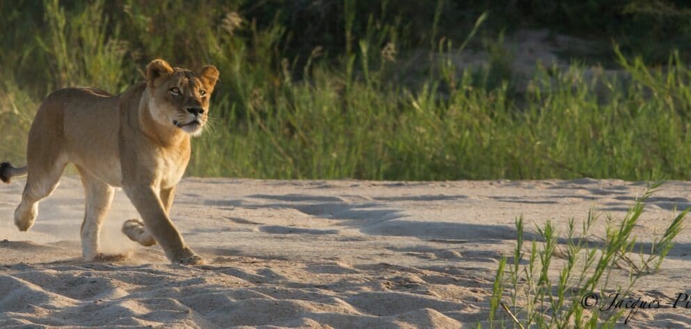 Remarkable Clash Between Lion and Wild Dog Brings Onlookers to Tears