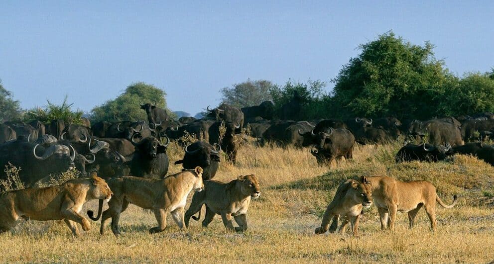 Botswana’s Okavango Delta finally becomes a World Heritage Site