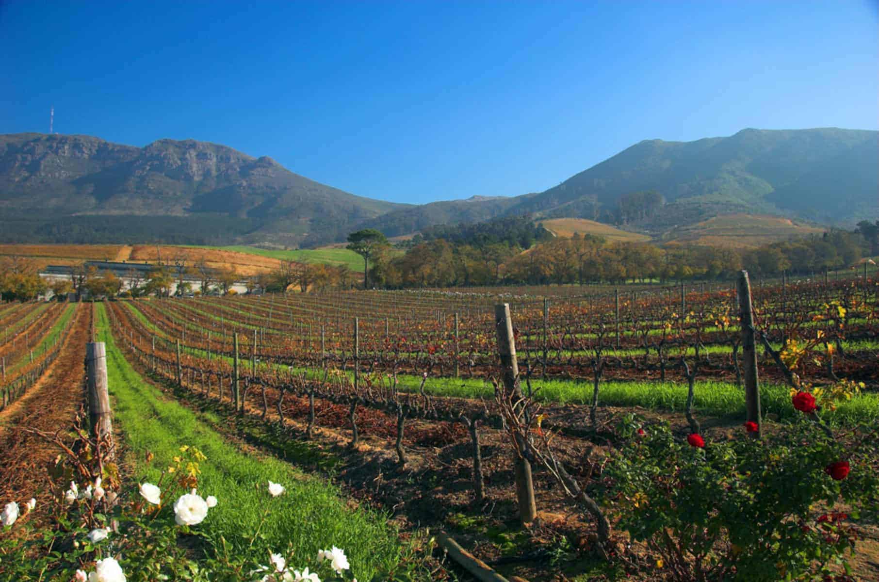 View of the vineyard at The Cellars Hohenort
