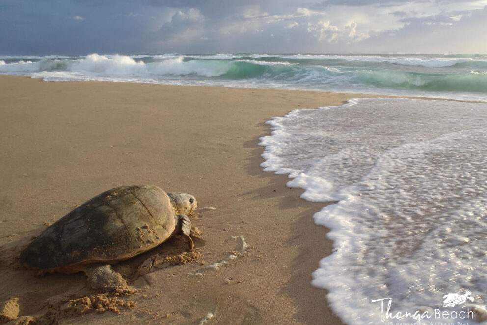 A baby turtle making its way to the ocean in iSimangaliso Wetland Park. This is a great addition to your Kruger National Park/South Africa safari.