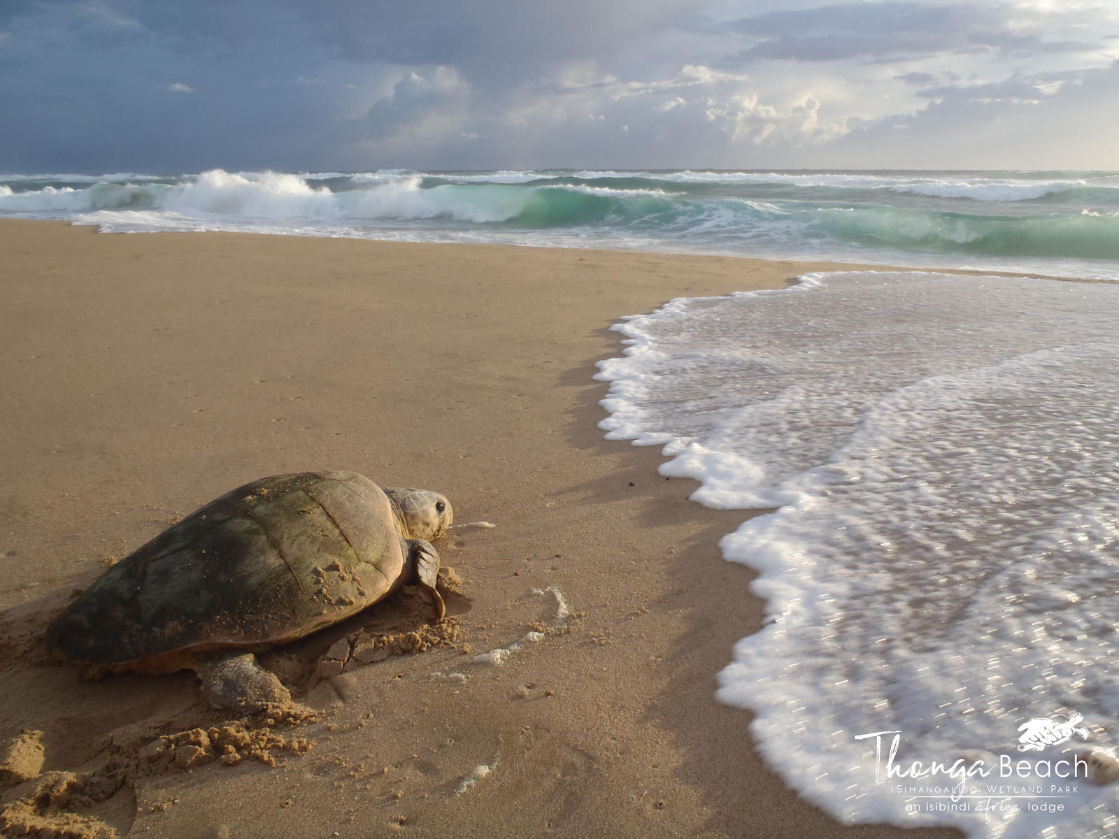 A baby turtle making its way to the ocean in iSimangaliso Wetland Park. This is a great addition to your Kruger National Park/South Africa safari.
