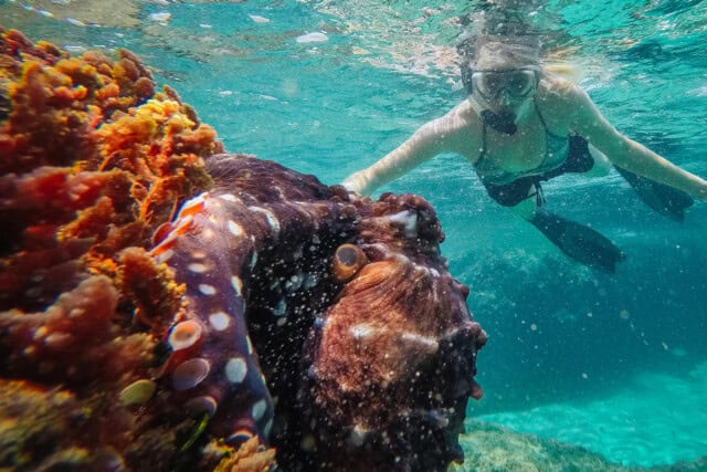 A woman snorkelling among the coral reefs.