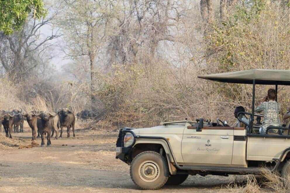 Tourists on a game drive in a safari vehicle observing a herd of buffalo in the distance at Baines' River CAmp, Zambia.