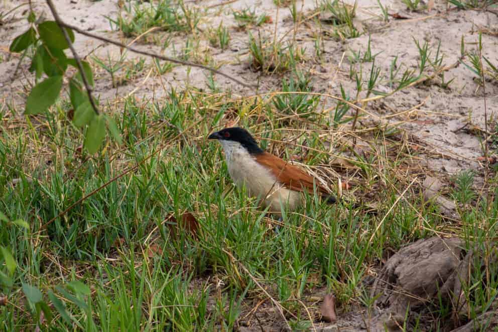 A burchell coucal walking among the short grass at Thorntree River Lodge, Zambia
