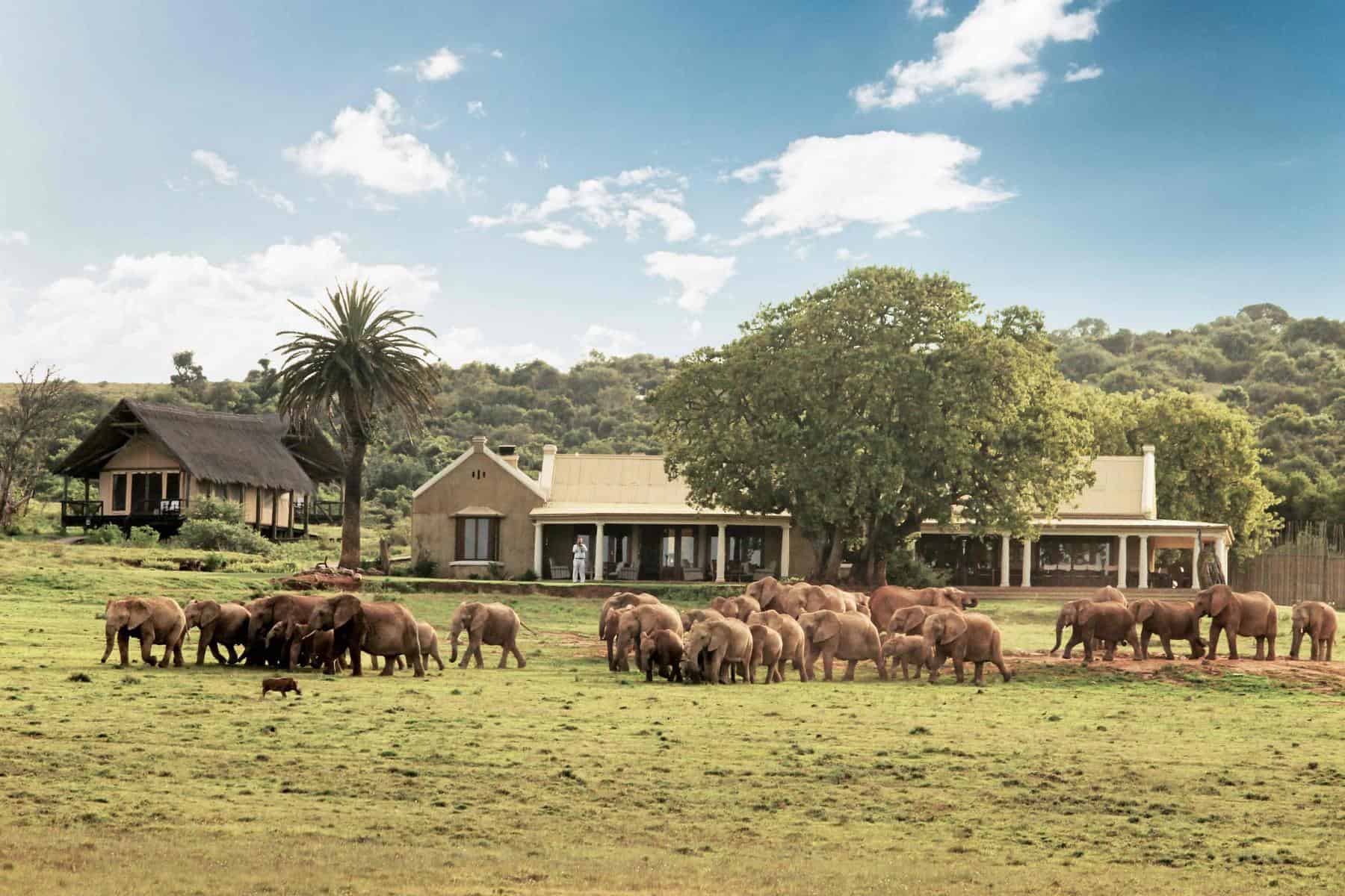 Elephants outside of a Lodge in Addo Elephant National Park, South Africa.