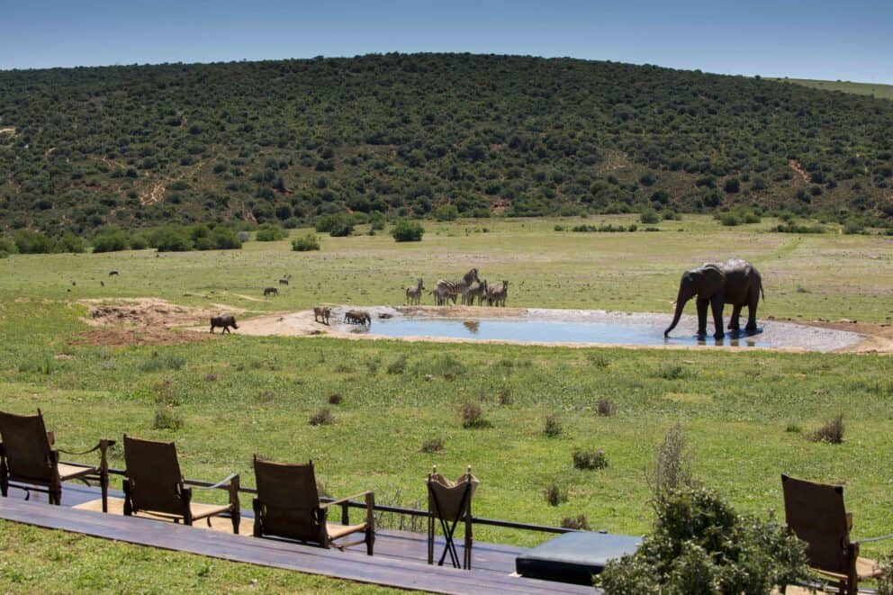 Elephants seen at the watering hole from the viewing deck at Gorah Elephant Camp, South Africa.