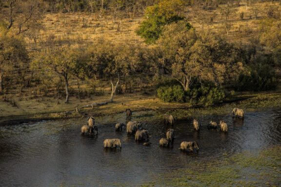 A herd of elephants in the Selinda spillway near Selinda Explorers Camp, Botswana.