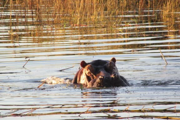 River Cruise Hippo | Photo Credits - Victoria Falls River Lodge