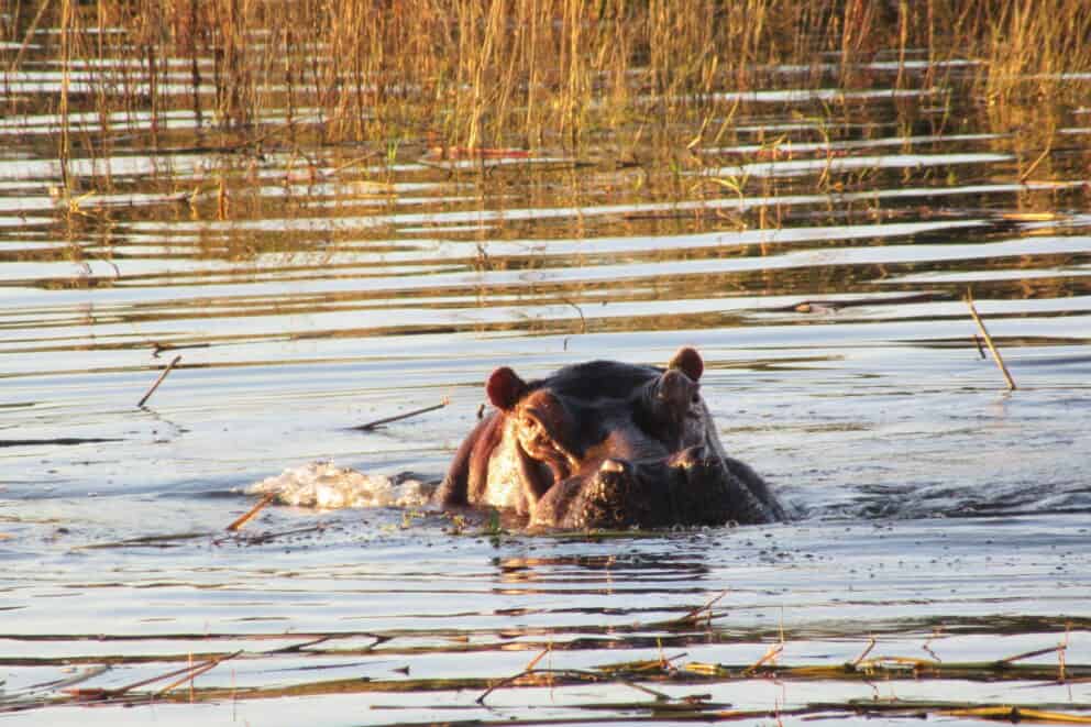 River Cruise Hippo | Photo Credits - Victoria Falls River Lodge