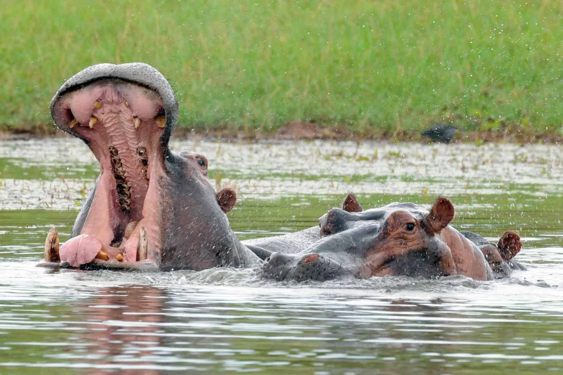 A hippo yawning in the water at Lake Kariba