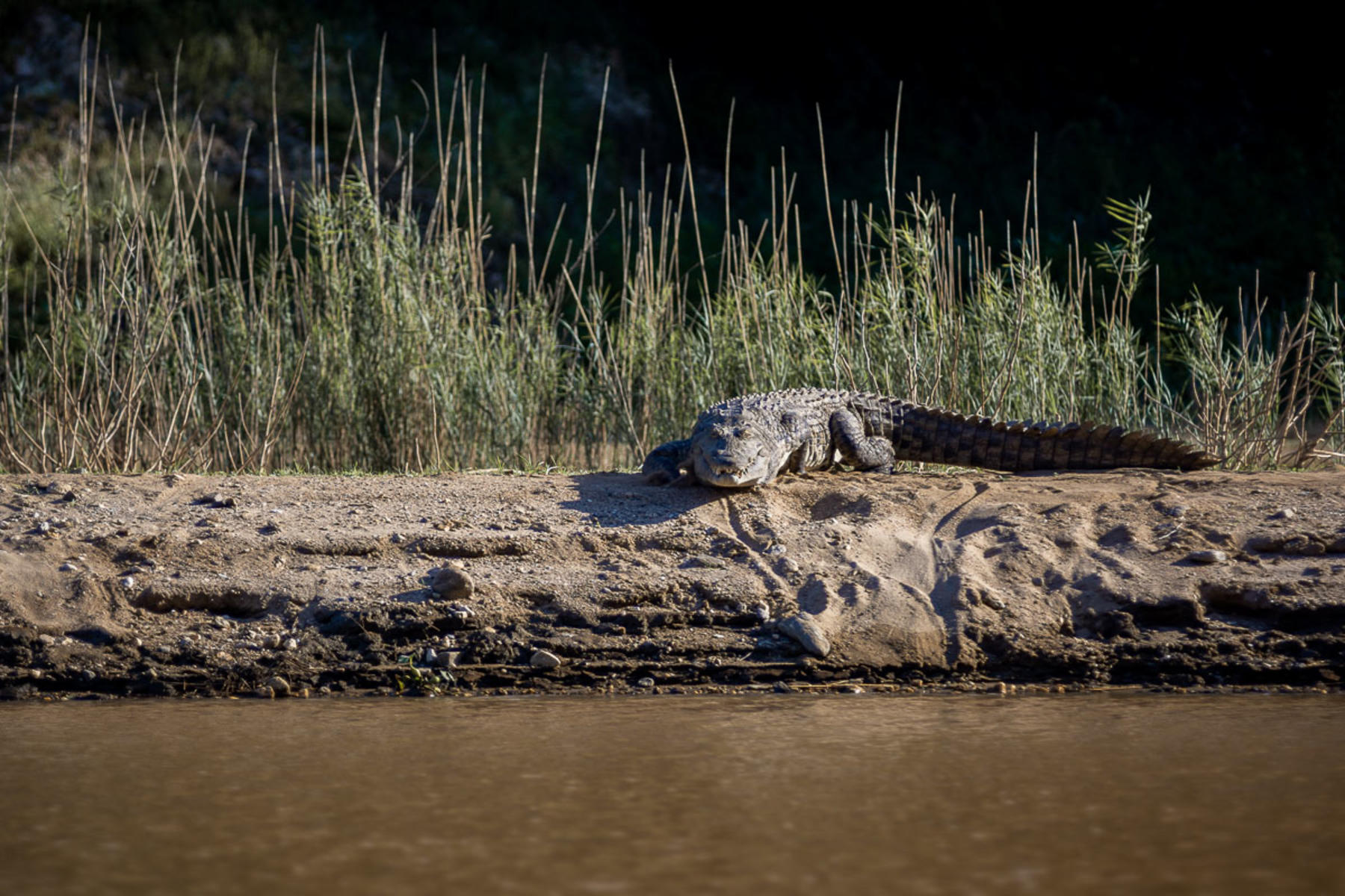 Crocodile resting in the sun at Sanyati Gorge