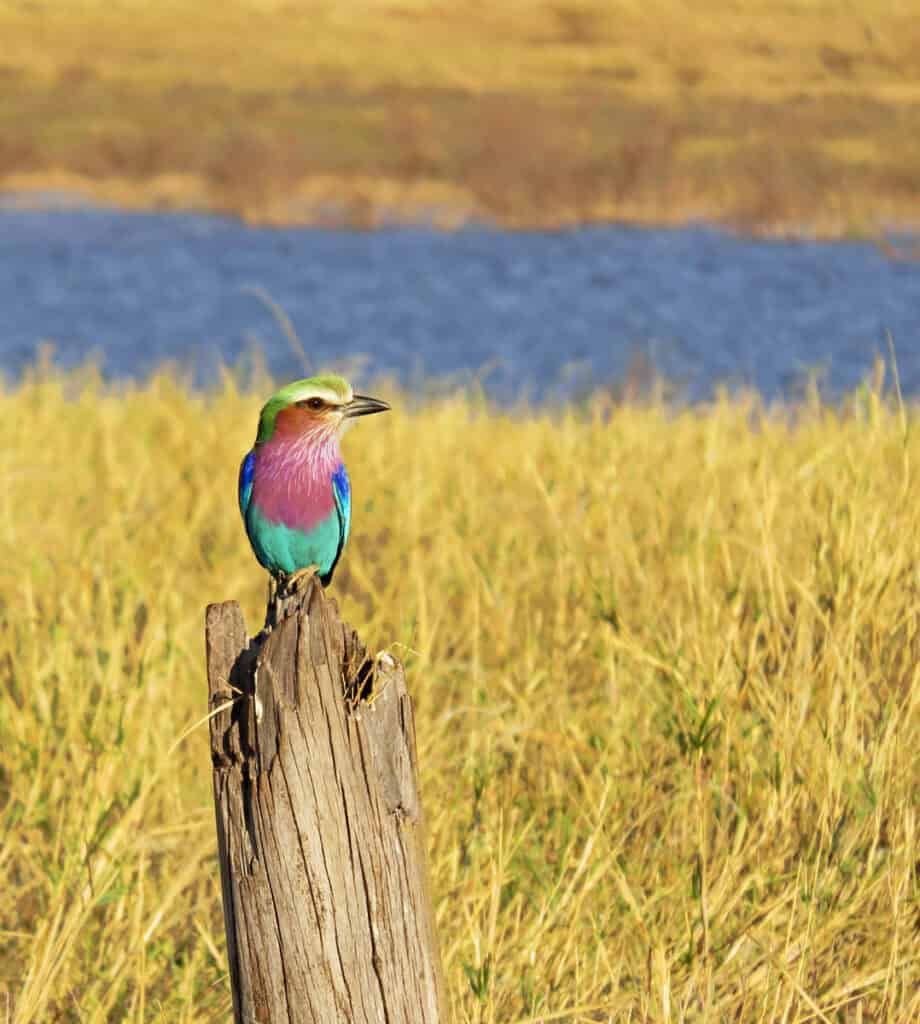 a lilac-breasted roller perched in a wooden pole in the savannah in front of a river