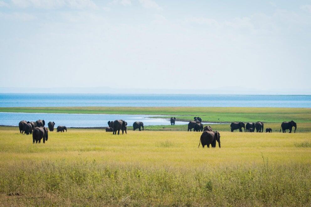 Herd of elephants roaming the open grassland plains in Matusadona National Park at Changa Safari Camp.
