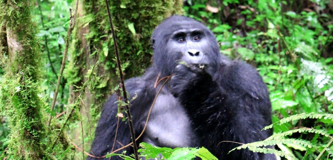 Mountain gorilla safari dream becomes a reality by Suneesh Menon