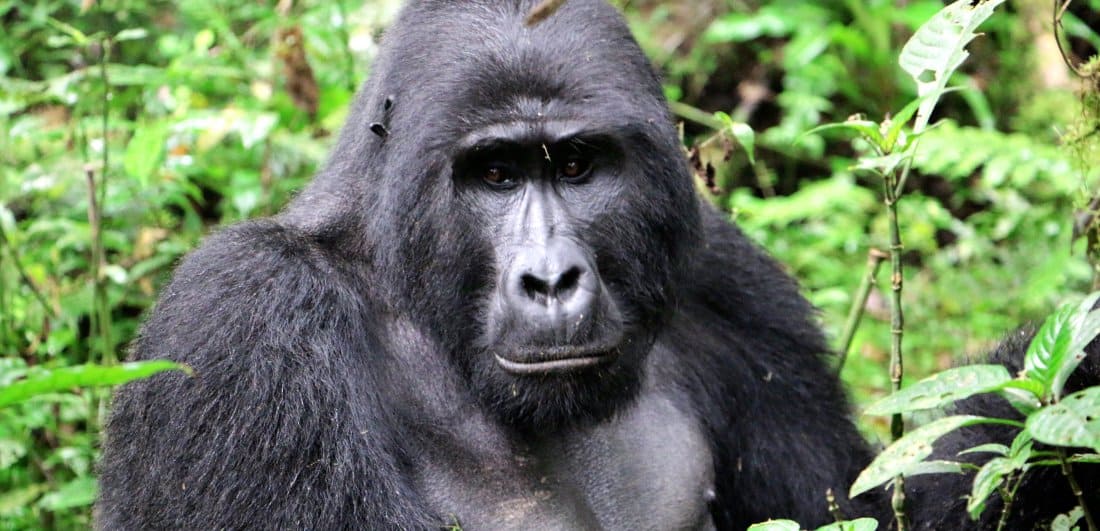 Mountain gorilla safari dream becomes a reality by Suneesh Menon