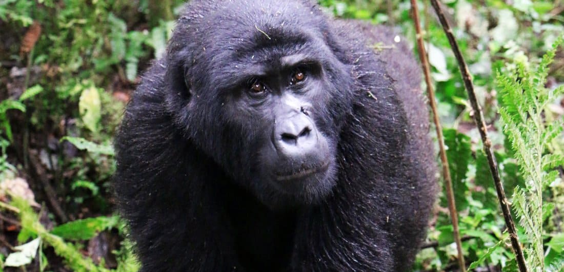 Mountain gorilla safari dream becomes a reality by Suneesh Menon