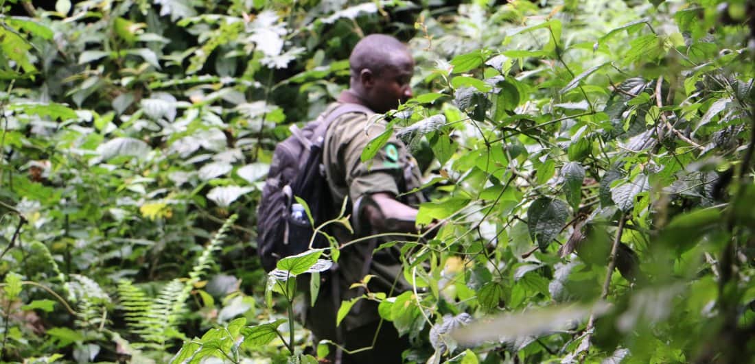 Mountain gorilla safari dream becomes a reality by Suneesh Menon