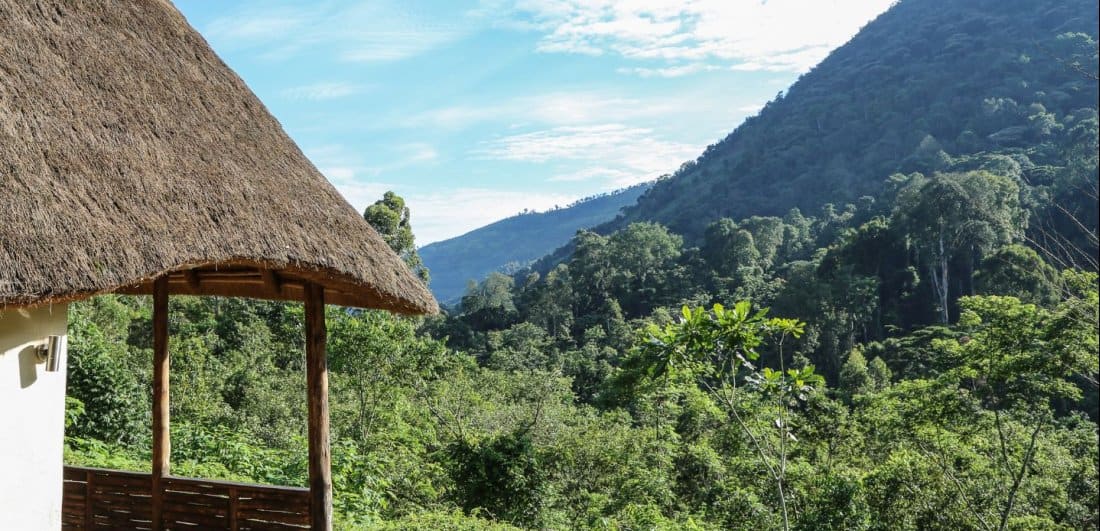 Mountain gorilla safari dream becomes a reality by Suneesh Menon