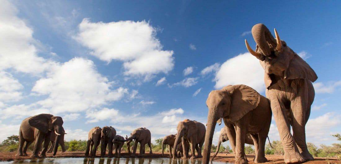 Elephants at a waterhole having a drink