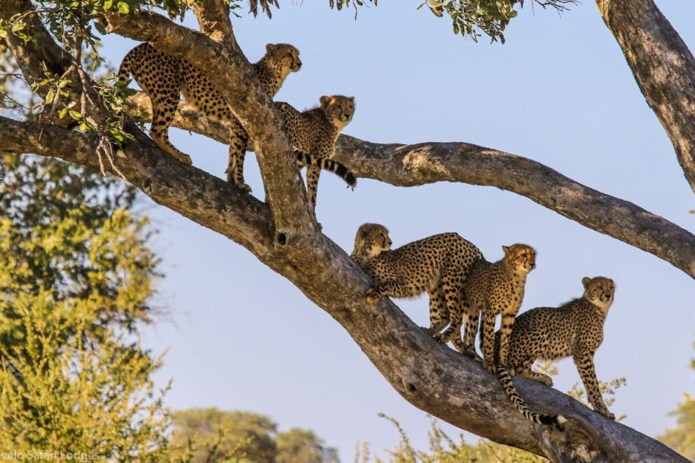 Five cheetahs spotted in a tree at Bomani Tented Lodge, Zimbabwe.